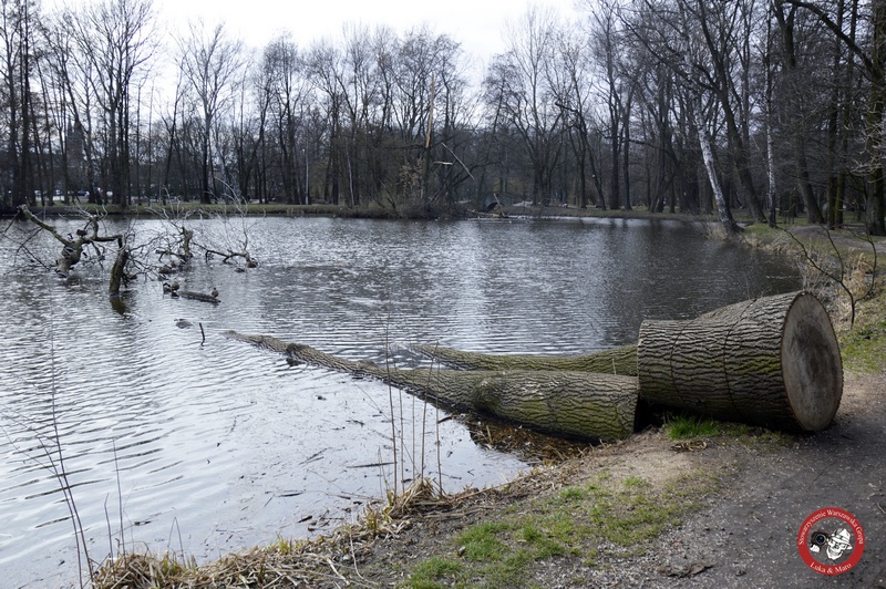 Irytujące powalone drzewo w Parku Potulickich w Pruszkowie