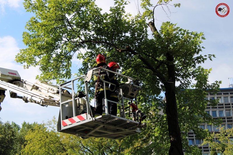 Żoliborz: Strażacy usuwali zagrażające bezpieczeństwu drzewo przy drodze