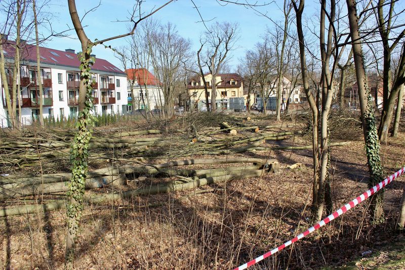 Milanówek: Wycieli zdrowe drzewa bez zezwolenia. Sprawą zajmuje się prokuratura w Grodzisku Mazowieckim