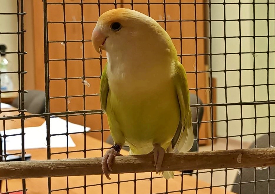 Bajecznie kolorowa papużka czekała przy metrze na pomoc.  Atakowały ją inne ptaki