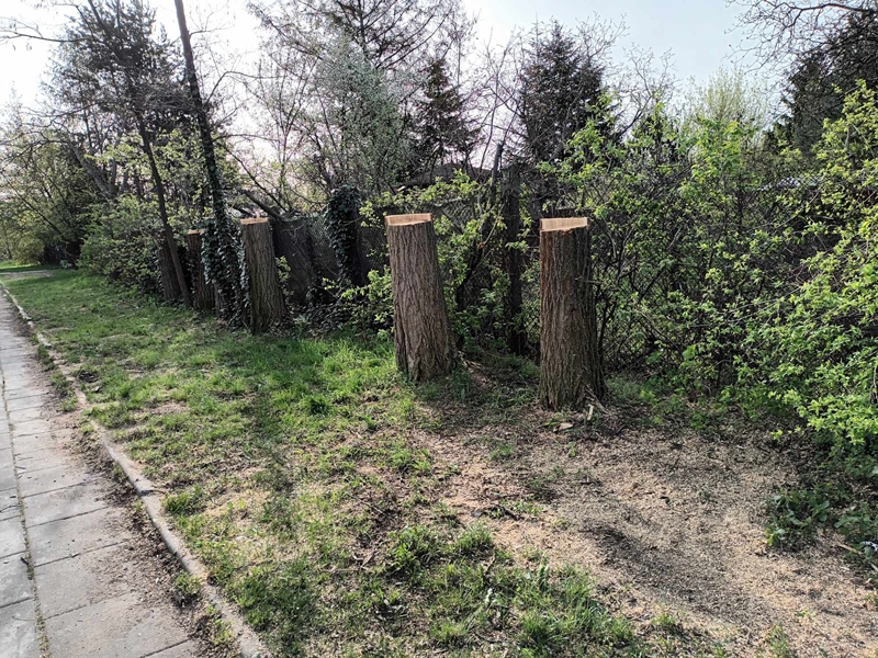 Zniszczone drzewa przy ogródkach działkowych na Bemowie