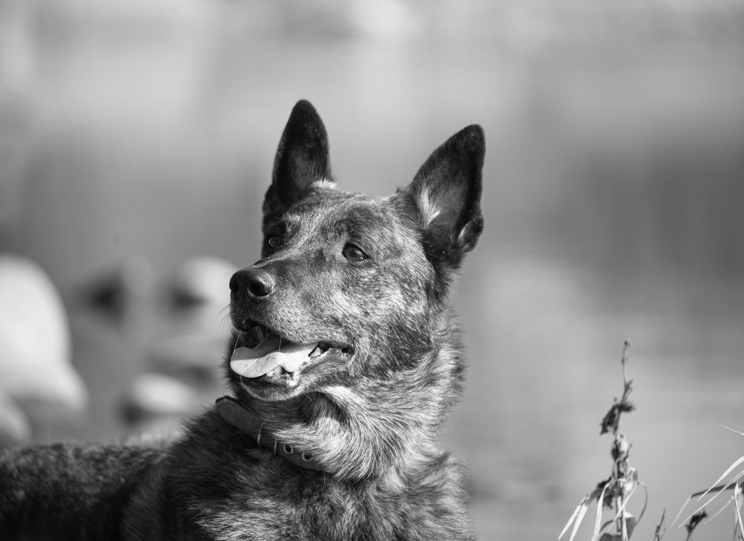 Odszedł Arrow – pies poszukiwawczy OSP Ratownictwo Wodne