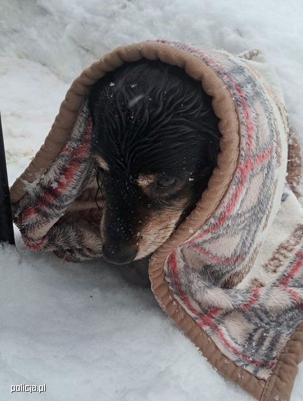 Potrącony pies uratowany dzięki reakcji kierowcy i policji