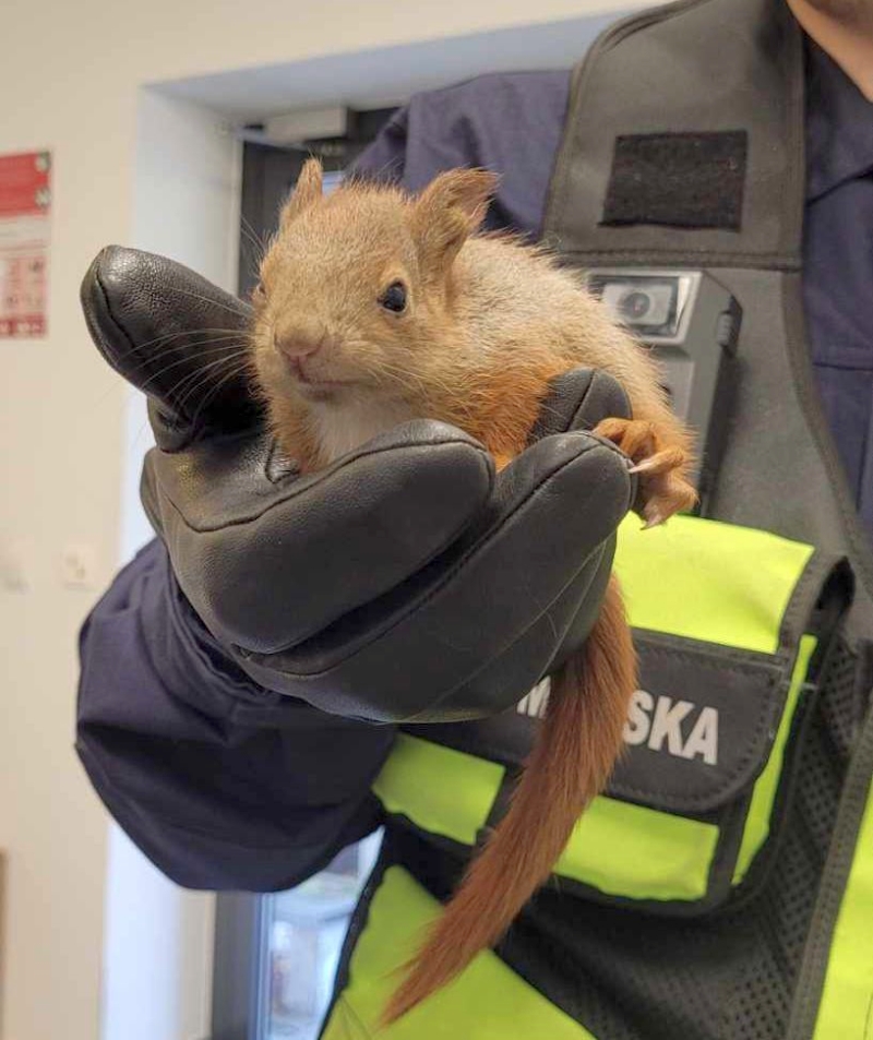 Gdy wiatr niszczy, ludzie pomagają – historia sześciu wiewiórek