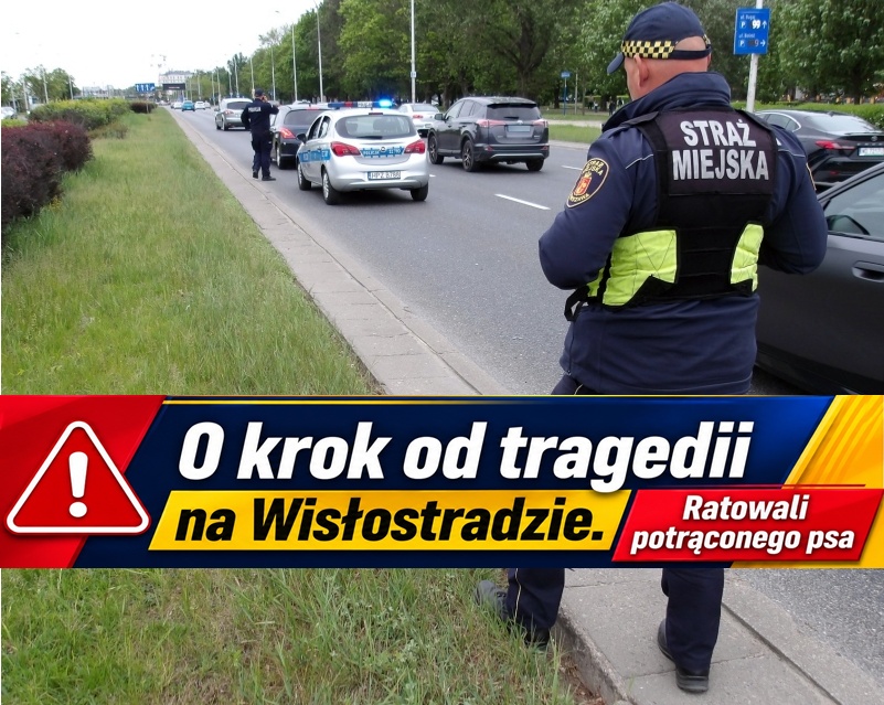 Strażnicy i weterynarz walczyli o życie suczki potrąconej na Wisłostradzie