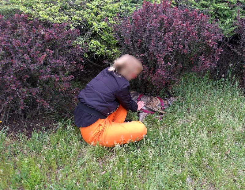 Strażnicy i weterynarz walczyli o życie suczki potrąconej na Wisłostradzie